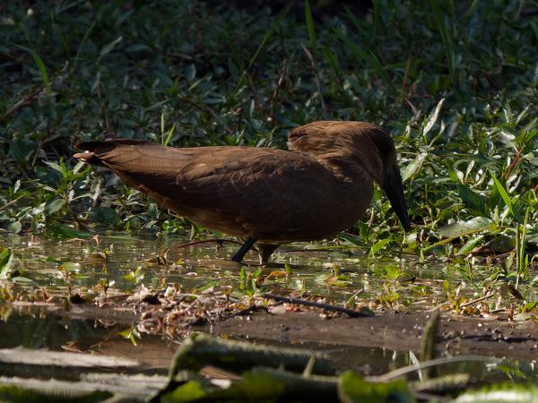 <h3>Scopus umbretta / Hamerkop / Hamerkop</h3>OM-1 Mark II with OLYMPUS M.150-400mm F4.5 TC, 1/2000 sec at F5.6, ISO 1250, distance 46.6 m